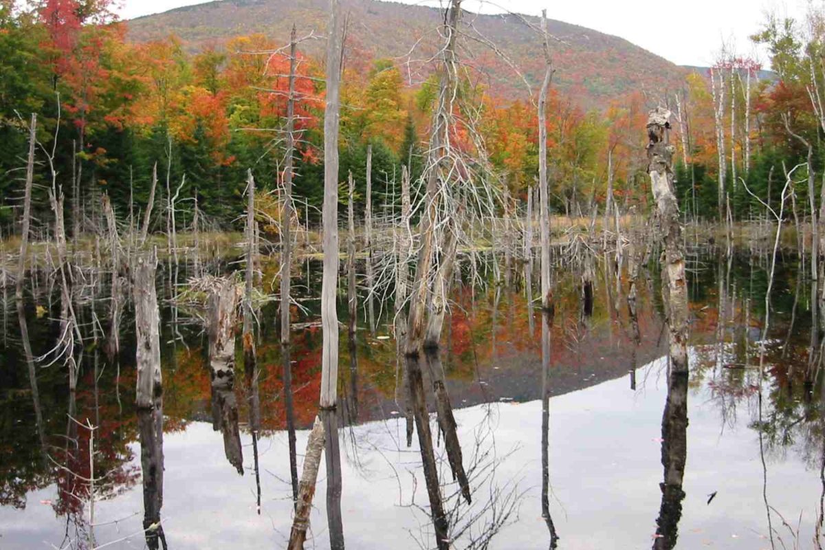 Wetlands   Lyon  Mt