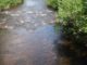 N   Branch  Saranac